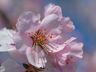 Blühende Wildpflaumen, Prunus cerasifera, im Frühling