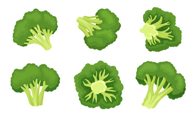 Broccoli Cabbage with Green Flower Stalks Isolated on White Background Vector Set