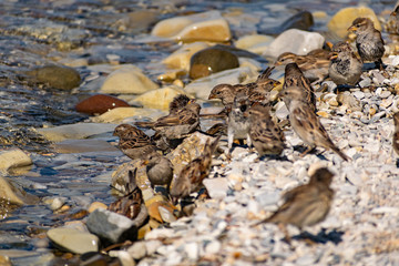 Obraz premium A flock of passerine birds swimming in salt water, on the black sea, on small and large stony pebbles. Frolicking feathered individuals on the coast.