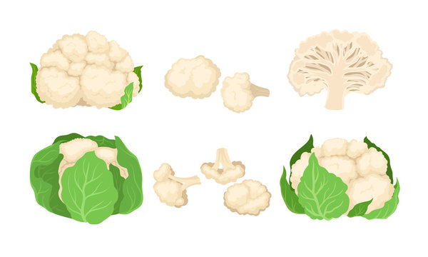 Cauliflower Cabbage With Separated Florets Isolated On White Background Vector Set