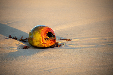 The empty shell of a fresh coconut, lying on the golden sand at the beach. Sunset or sunrise oblique sun rays. Golden light. Vacation mood