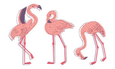 Exotic Pink Flamingos in Standing Pose and with Spread Wings Vector Set