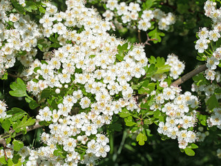 Blühender Weißdorn,Crataegus, im Frühling