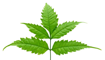 tropica red leaf isolated on white background