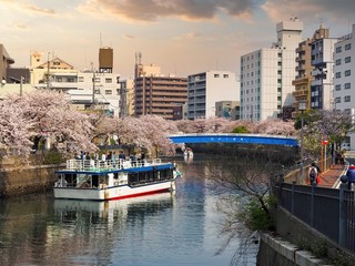 神奈川県 横浜市 大岡川沿いの桜