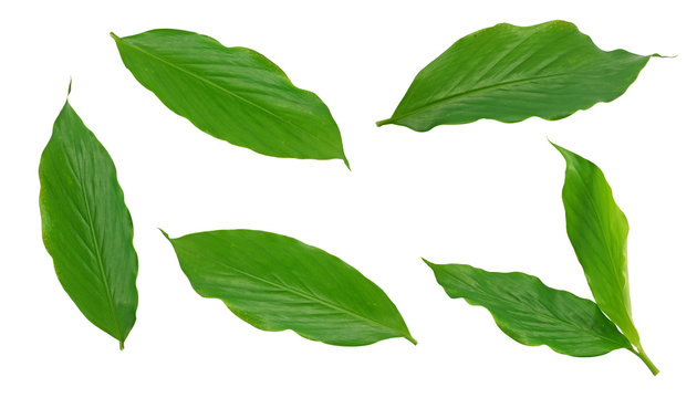 Fototapeta Turmeric leaf isolated on white background