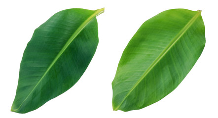 Banana leaf isolated on white background