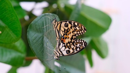 Two butterflies spread their wings on a background with green foliage, close-up. Butterflies mate. Copy space.