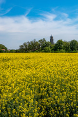 Beautiful yellow blossoming rapeseed field with crystal blue sky and clouds and church of Saint...
