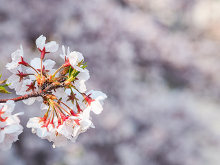 神奈川県 横浜市 大岡川沿いの桜