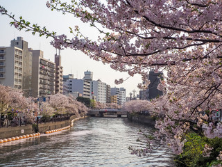 神奈川県 横浜市 大岡川沿いの桜