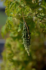 Green Bitter Melon Bitter Gourd