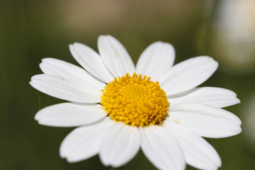 Fototapeta premium Сhamomile (Matricaria recutita) flower macro shot, close up. 