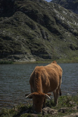 Vaca comiendo pasto a la orilla de un lago