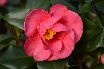 Camellia Doctor King