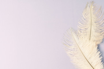 Pastel feathers on Faded light purple background with copy space. Flat lay, top view.