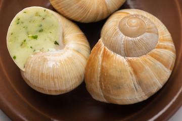still life of stuffed snail sauce, on a white background