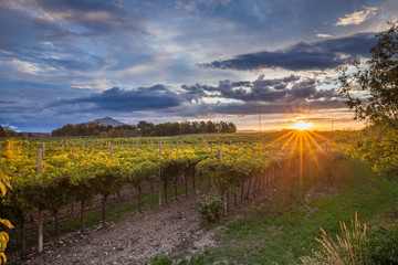 grape harvest Italy