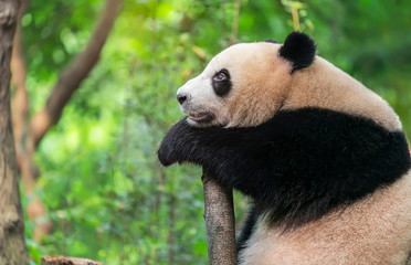 Obraz premium Giant panda over the tree.