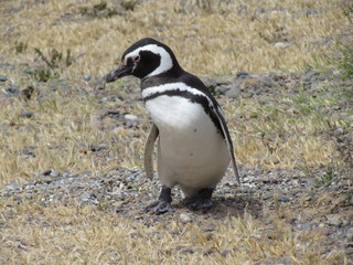 Obraz premium Tour in Coleta Valdes, sighting of magellanic penguins
