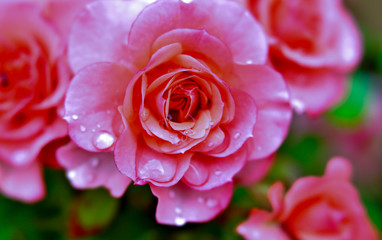 pink rose with raindrops