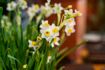 narcissus blooming for chinese new year