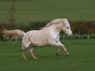 Fototapeta premium Welsh Stallion