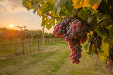 grape harvest Italy - obrazy, fototapety, plakaty