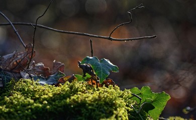 Ivy leaf on moss