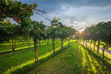 grape harvest Italy