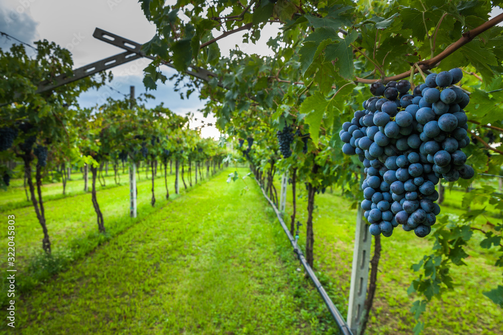 Wall mural grape harvest italy