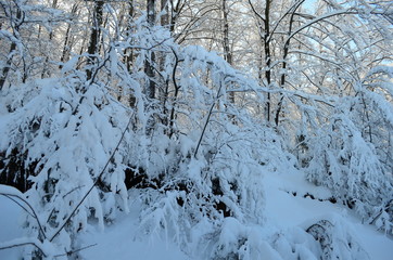 Trees covered with hoarfrost and snow in mountains