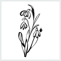 Snowdrop motif.Black and white graphics.Vector.