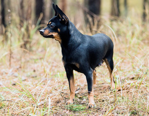 Little black dog walks in the forest