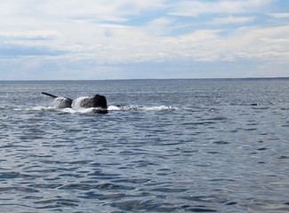 Fototapeta premium Boat trip in Golfo Nuevo, watching whales