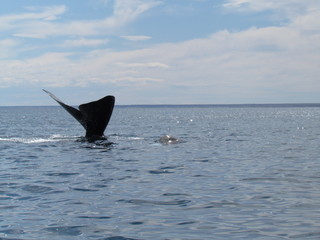 Fototapeta premium Boat trip in Golfo Nuevo, watching whales