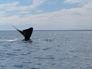 Boat trip in Golfo Nuevo, watching whales