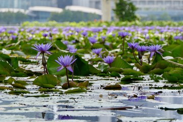 Water lily with reflections on water before skyline, ArtScience museum, Singapore, South East Asia