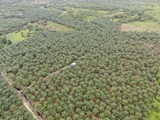 The Palm Oil Estates at Sarawak, the Borneo Island, Malaysia