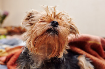  Beautiful yorkshire terrier on the bed waiting for play