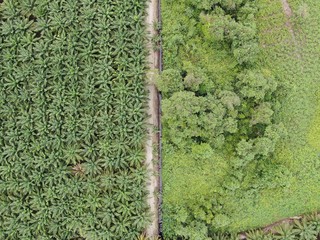 The Palm Oil Estates at Sarawak, the Borneo Island, Malaysia