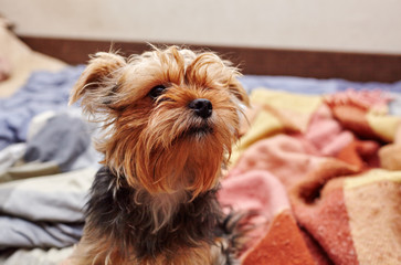  Beautiful yorkshire terrier on the bed waiting for play