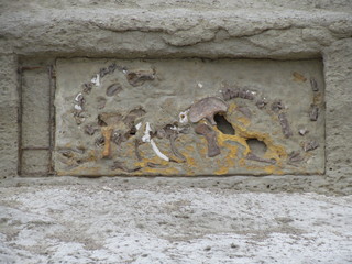 Fossil excavation in Puerto Piramides