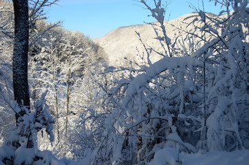 Trees covered with hoarfrost and snow in mountains