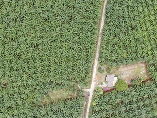 The Palm Oil Estates at Sarawak, the Borneo Island, Malaysia