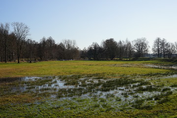 Feuchtwiese an der Spree bei Lübben (Spreewald)