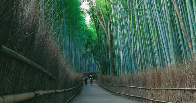 日本 京都 嵐山 渡月橋 風景 Japanese bamboo rainforest environment sunlight Arashiyama Kyoto