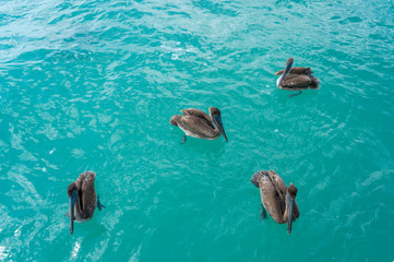Pelicans in Caribbean sea. Four birds in turquoise water. Nature background or wallpaper. Animals wildlife. Puerto Morelos. Yucatan. Quintana roo. Mexico. Riviera maya.