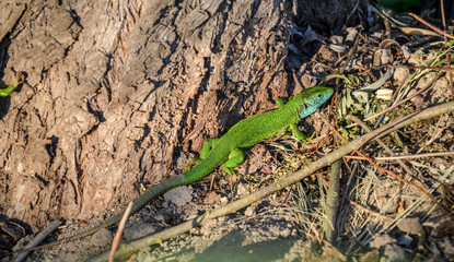 Green and blue Mediterranean gecko lizard spotted on a brown ground near the tree trunk