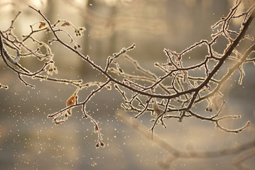 Closeup silhouette of shiny brown tree branch covered with ice and snow. Background of sunny blur snowy forest